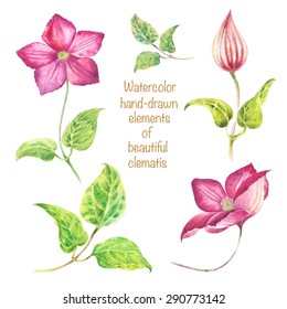 watercolor vector hand-drawn set of beautiful pink clematis elements for design