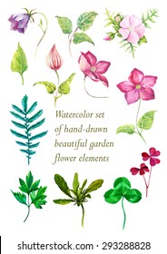 Watercolor vector hand-drawn set of flowers, leaves and herbs :clematis, bell flower, mallow, clover, and other leaves