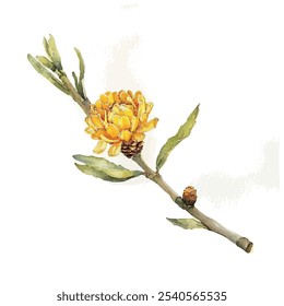 Vetor aquarela de flor de helichrysum (Everduration), isolado em um fundo branco, pintura de helichrysum