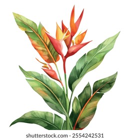 Watercolor vector of Heliconia flower, isolated on a white background, Heliconia painting