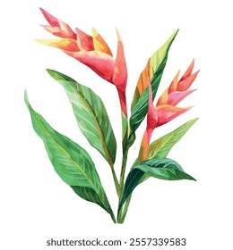 Watercolor vector of Heliconia, isolated on a white background, Heliconia painting