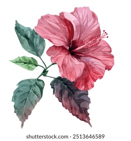 Watercolor vector of Hibiscus flower, isolated on a white background, Hibiscus painting