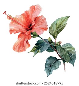 Watercolor vector of Hibiscus flower, isolated on a white background, Hibiscus painting