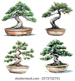 Watercolor vector of Himalayan Yew Bonsai, isolated on a white background, Himalayan Yew Bonsai painting