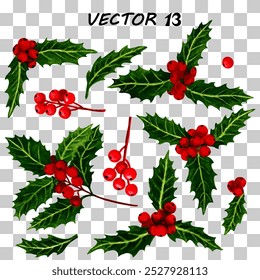 Watercolor - vector, holly, Christmas plants, red berries and leaves. Set of isolated objects 13.