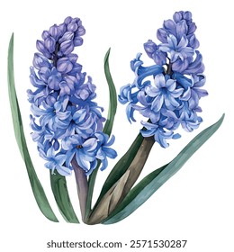 Watercolor vector of Hyacinth, isolated on a white background, Hyacinth painting