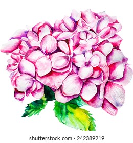 Watercolor Vector hydrangea Flowers.  Vector illustration EPS