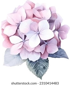 Watercolor vector Hydrangea. Watercolor illustration of a hydrangea blossom hand painted.