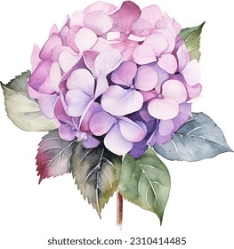 Watercolor vector Hydrangea. Watercolor illustration of a hydrangea blossom hand painted.