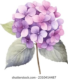 Watercolor vector Hydrangea. Watercolor illustration of a hydrangea blossom hand painted.