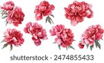 Watercolor vector illusrtation of a red peony flower head isolated om white background. Perfect for wedding invitations, cards, fabric