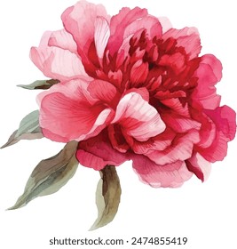 Watercolor vector illusrtation of a red peony flower head isolated om white background. Perfect for wedding invitations, cards, fabric