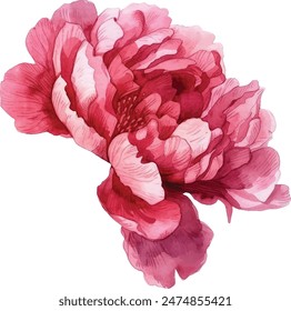 Watercolor vector illusrtation of a red peony flower head isolated om white background. Perfect for wedding invitations, cards, fabric