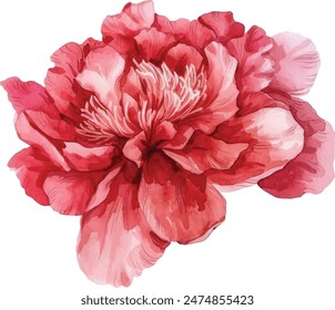 Watercolor vector illusrtation of a red peony flower head isolated om white background. Perfect for wedding invitations, cards, fabric