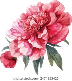 Watercolor vector illusrtation of a red peony flower head isolated om white background. Perfect for wedding invitations, cards, fabric