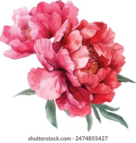 Watercolor vector illusrtation of a red peony flower head isolated om white background. Perfect for wedding invitations, cards, fabric