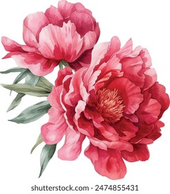 Watercolor vector illusrtation of a red peony flower head isolated om white background. Perfect for wedding invitations, cards, fabric