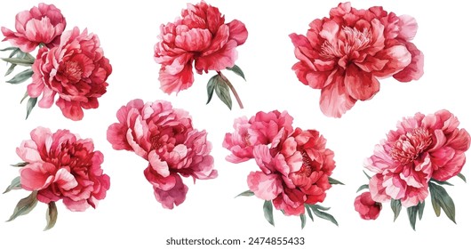 Watercolor vector illusrtation of a red peony flower head isolated om white background. Perfect for wedding invitations, cards, fabric