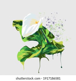 Watercolor vector illustration of arum lily calla isolated on a white background. Hand drawn style, image for frame, booklet, florist, background