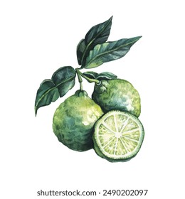 Watercolor vector illustration of Bergamot.. Vector illustration. Watercolor. 