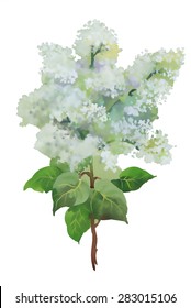 Watercolor vector illustration of blooming lilac branch