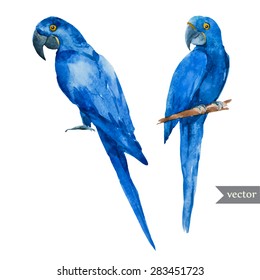 ilustración vectorial de acuarela azul Hyacinth Macaw