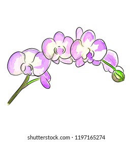 The watercolor vector illustration of bouquet a pink orchid flowers. This illustration will be good to use as a print for apparel and in other design projects.