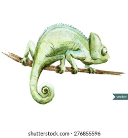 watercolor vector illustration chameleon