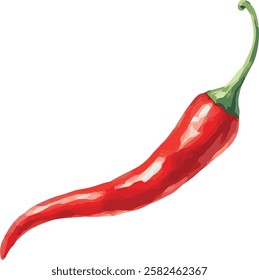 Watercolor Vector Illustration of a chilli pepper
