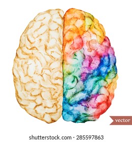 watercolor vector illustration colored brain, two different hemispheres 