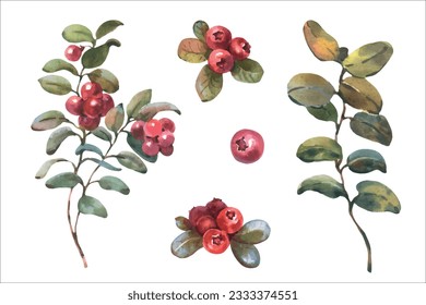 Watercolor vector illustration of Cranberry. Red Lingonberry with green leaves. Botanical hand painted illustration of forest plant