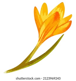 Watercolor vector illustration of crocus flower