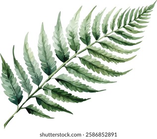 Watercolor Vector Illustration of a fern leaf