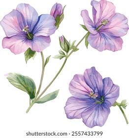 watercolor vector illustration of Floral bouquets made of Alstroemeria, Gerber, Rose, and Chrysanthemums