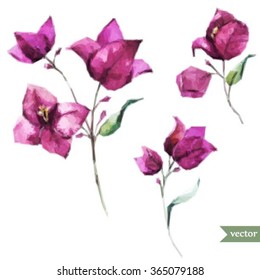 watercolor vector illustration of flower bougainvillea, pink flower, isolated object, polygons