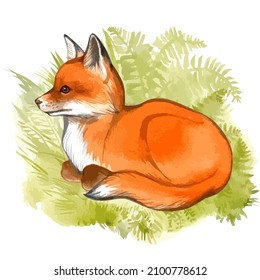 Watercolor vector illustration of fox cub on grass background. 