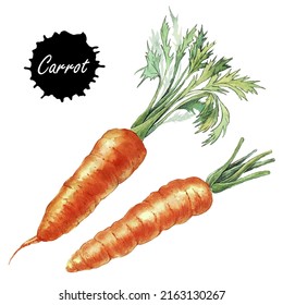 Watercolor vector illustration of fresh carrot. Hand drawn watercolor painting isolater on white background. Vegetable illustration. Drawing for magazin and cookbook, menu 