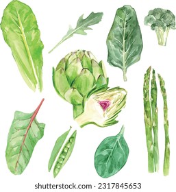 Watercolor vector illustration of greens ingredients. Variety of raw green vegetable salad, haricot, lettuce, broccoli, asparagus. Collection of leaves flora plants, botanical foliage, elegant herbal.