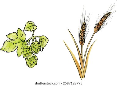Watercolor vector illustration of hops and malts