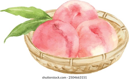 Watercolor vector illustration of peaches and peach leaves isolated on white background