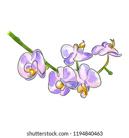 The watercolor vector illustration of a pink orchid flower.