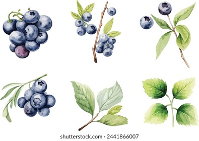 Watercolor vector illustration set of blueberry isolated on white background