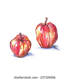 Watercolor vector illustration of two red apples