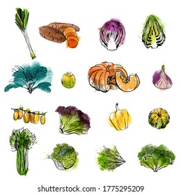 watercolor vector illustration of vegetables. Sketch and watercolor