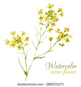 watercolor vector illustration of yellow flowers, isolated object, card