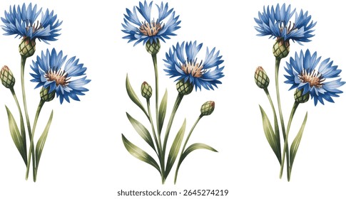 
Watercolor vector illustrations of cornflower blooms and green leaves isolated on white background