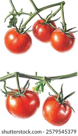 Watercolor vector illustrations drawings of three red ripe fresh tomatoes