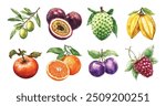 Watercolor Vector Illustrations of Fruits,Tangerine,Starfruit,Soursop,Raspberry,Plum,Persimmon,Passion fruit, and More on Isolated Background