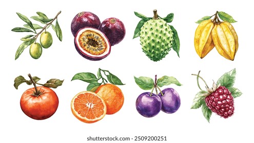 Watercolor Vector Illustrations of Fruits,Tangerine,Starfruit,Soursop,Raspberry,Plum,Persimmon,Passion fruit, and More on Isolated Background