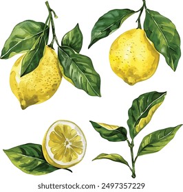 Watercolor vector illustrations of lemons. Hand painted  lemon branches with green leaves on a transparent background.  Old botanical watercolor painting for decorative invitations, posters, or cards